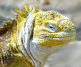 Iguane des Galapagos - Absolu Voyages